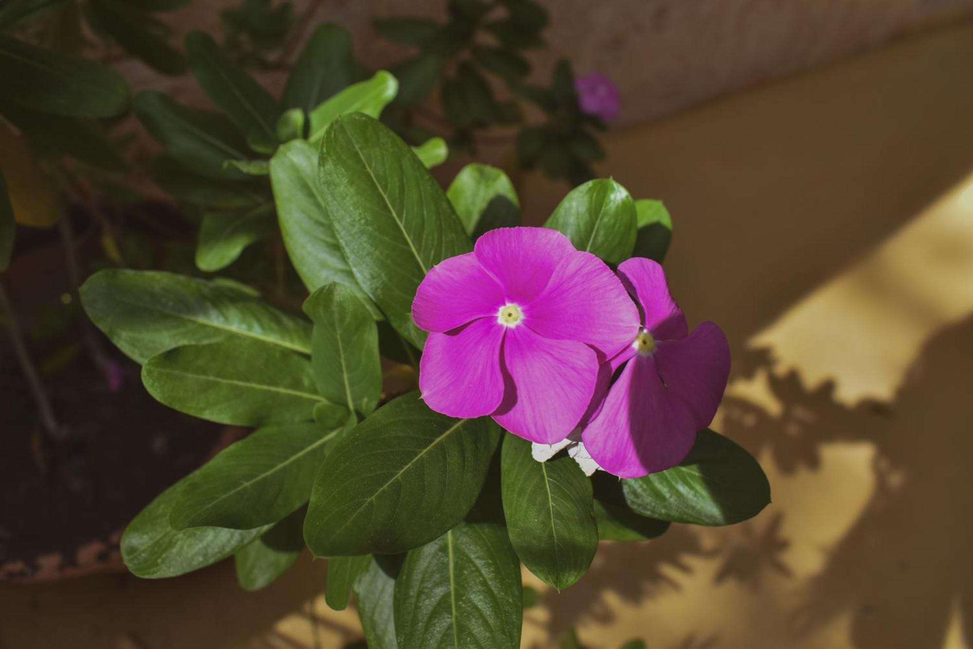 Boutique Bugambilias Hotel