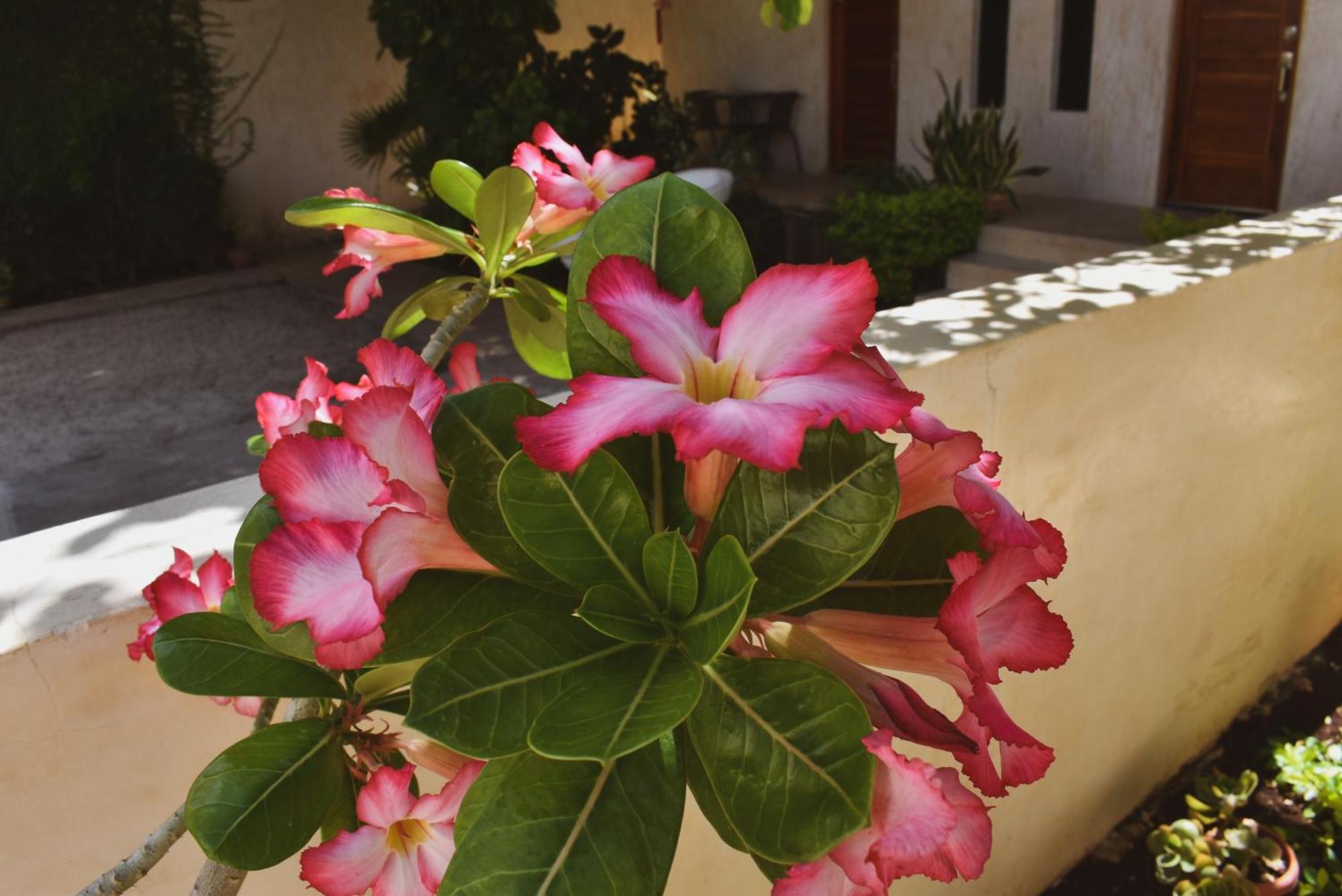 Boutique Bugambilias * Valladolid (Yucatan)